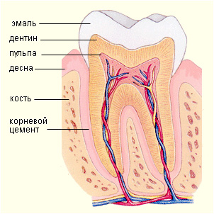 Строение зуба
