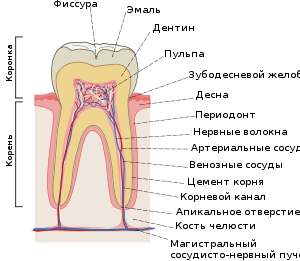Анатомическое строение зуба человека