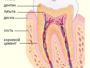 Строение зуба