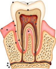 Про строение зуба